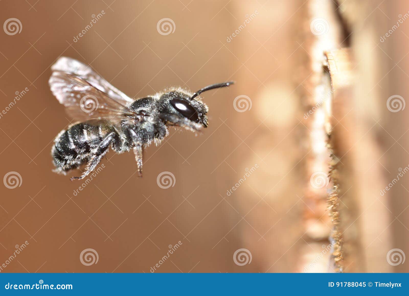 blue mason bee / stahlblaue mauerbiene / osmia caerulescens Ã¢â¢â¬